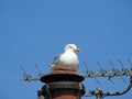 Resting seagull bird on chimney rooftop urban birds Royalty Free Stock Photo