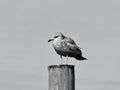 A Resting Seagull in Black & White Royalty Free Stock Photo