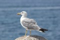 Resting seagull Royalty Free Stock Photo