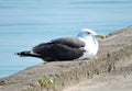 Resting seagull