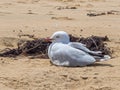 Resting seagull - Torquay Royalty Free Stock Photo