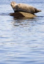 Resting Seal