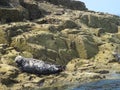 Resting seal on rocks