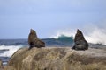 Resting seals Royalty Free Stock Photo