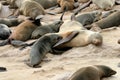 Resting seals Royalty Free Stock Photo