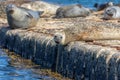 Resting Seals in Scotland Royalty Free Stock Photo