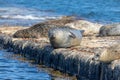 Resting Seals in Scotland Royalty Free Stock Photo