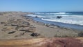 Resting Seals and Sea Lions along the beach in Highway 101 Royalty Free Stock Photo