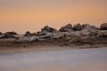 Resting seals on the shore at sunrise in the wild Royalty Free Stock Photo