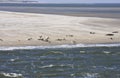 Resting seals between Terschelling and Ameland Royalty Free Stock Photo