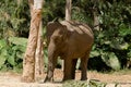 Resting in the shade Royalty Free Stock Photo