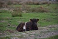 Resting Shaggy Belted Galloway Calf Laying Down