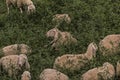 Resting sheep in the countryside Royalty Free Stock Photo