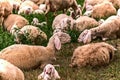 Resting sheep in the countryside Royalty Free Stock Photo