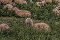 Resting sheep in the countryside Royalty Free Stock Photo