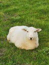 Resting sheep in a field Royalty Free Stock Photo