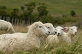 Resting sheep Royalty Free Stock Photo