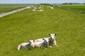 Resting sheep on Frisian seawall on the North Sea Royalty Free Stock Photo