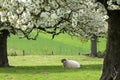 Resting sheep in fruityard in full blossom Royalty Free Stock Photo