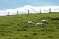 Resting Sheep on a Hill Royalty Free Stock Photo