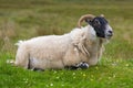 Resting Sheep  Isle of Skye Royalty Free Stock Photo