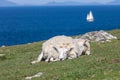 Resting Sheep  Isle of Skye Royalty Free Stock Photo