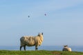 Resting sheep watching hot air balloons fly past Dovers Hill with a clear blue sky Royalty Free Stock Photo