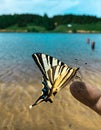Friendly butterfly friend