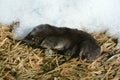 Resting Short-Tail Shrew Royalty Free Stock Photo