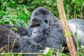 Resting Silverback Mountain gorilla. Royalty Free Stock Photo