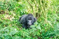 Resting Silverback Mountain gorilla. Royalty Free Stock Photo