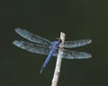 Resting slaty skimmer Libellula incesta dragonfly