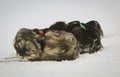 Resting sled dogs Royalty Free Stock Photo