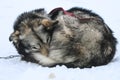 Resting sled dogs Royalty Free Stock Photo