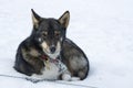 Resting sledge dog Royalty Free Stock Photo