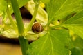 Snail Shell on a Leaf 01 Royalty Free Stock Photo