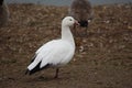 Resting snow goose