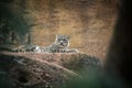 Resting snow leopard. Royalty Free Stock Photo