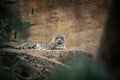 Resting snow leopard.