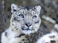 Resting Snow Leopard, Uncia uncia