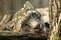 Resting snow leopard, Uncia uncia, portrait.