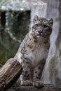 Resting snow leopard, Uncia uncia, portrait.