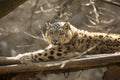 Resting snow leopard, Uncia uncia, portrait.