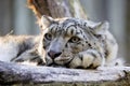 Resting snow leopard, Uncia uncia, portrait.