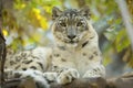 Resting snow leopard, Uncia uncia, portrait.