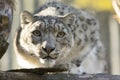 Resting snow leopard, Uncia uncia, portrait.