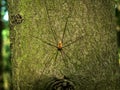 Resting spider on a tree bole