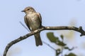 Spotted flycatcher Muscicapa striata
