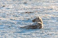 Resting Spotted Hyena in Etosha National Park Royalty Free Stock Photo