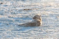 Resting Spotted Hyena in Etosha National Park Royalty Free Stock Photo